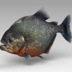 Album artwork for Piranha by oxis