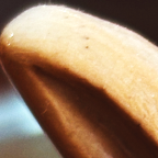 Album artwork for FIG TREE by sleepazoid