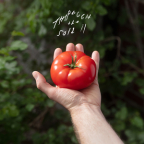 Album artwork for Through the Soil II by MJ Lenderman