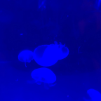 Album artwork for ・✧(๑ඕัළ*.。 * ̈°。 by ⣎⡇ꉺლ༽இ•̛)ྀ◞ ༎ຶ ༽ৣৢ؞ৢ؞ؖ ꉺლ