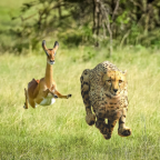 Album artwork for No More Lies by Thundercat & Tame Impala