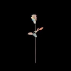 Album artwork for Till We Die by Drama