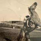 Album artwork for A Horse Named Proletariat by DeLoyd Elze