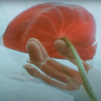 Album artwork for SHALLOW (PPL SWIM IN SHALLOW WATER) by Saya Gray