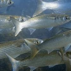 Album artwork for Grey Mullet / Scup - Single by oxis