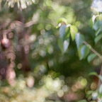 Album artwork for Bird Sanctuary by 22º Halo