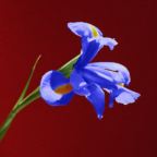 Album artwork for Indigo by Stevie Bill