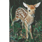 Album artwork for shelter in the cocoon by Witches Exist