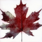 Album artwork for Oh Canada by MacKeeper