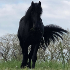 Album artwork for I could by Fine