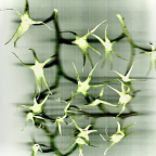 Album artwork for Plant Franklin by Deadharrie