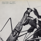 Album artwork for Creature of Habit by Courtney Barnett & Waxahatchee