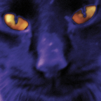 Album artwork for Bobbie's a Girl by David Kilgour and the Heavy Eights