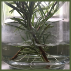 Album artwork for Kitchen Table by Molly Parden