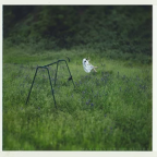 Album artwork for The Gold by Manchester Orchestra & Phoebe Bridgers