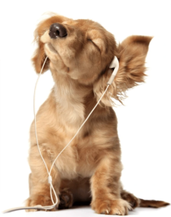 Meet our official mascot, dog wearing headphones!