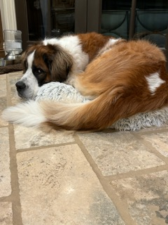 105 lbs Saint Bernard in a small bed for small dog, looking towards his rear and his tail if towards the camera, he is looking at camera for he is at a 3/4 angle, a bit rotated to the left