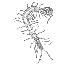Centipede drawing