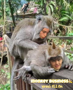 monkey budnizz