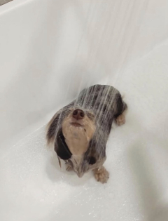 shower dog