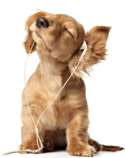 Meet our official mascot, dog wearing headphones!