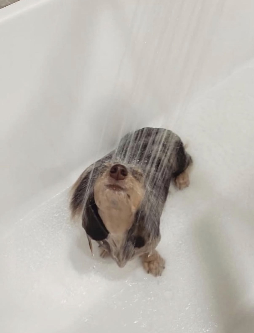 shower dog